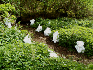 Shrine Approach 2003